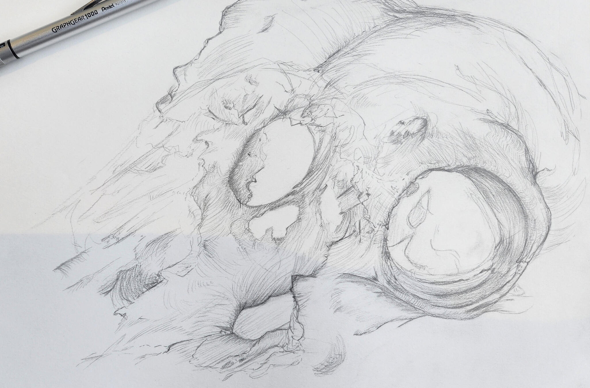 Deer Skull Study (Side View)