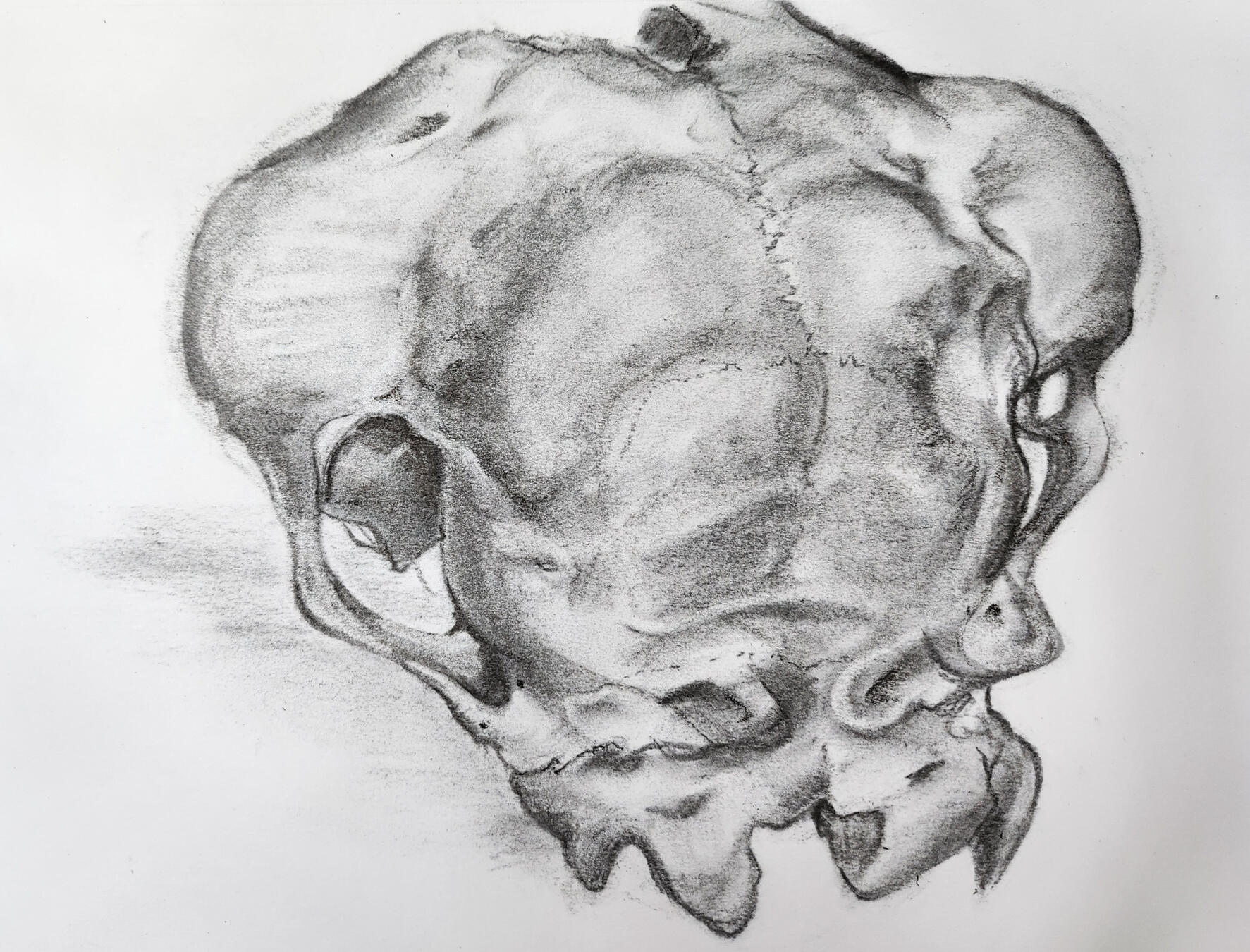 Deer Skull Study (Back) Deer Skull Study (Back)