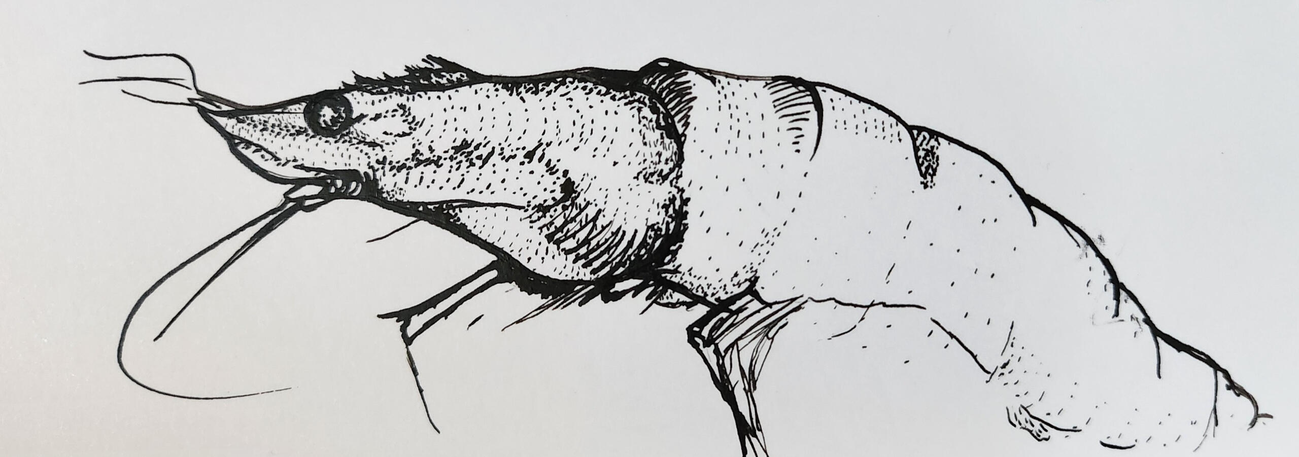 Shrimp Study Shrimp Study