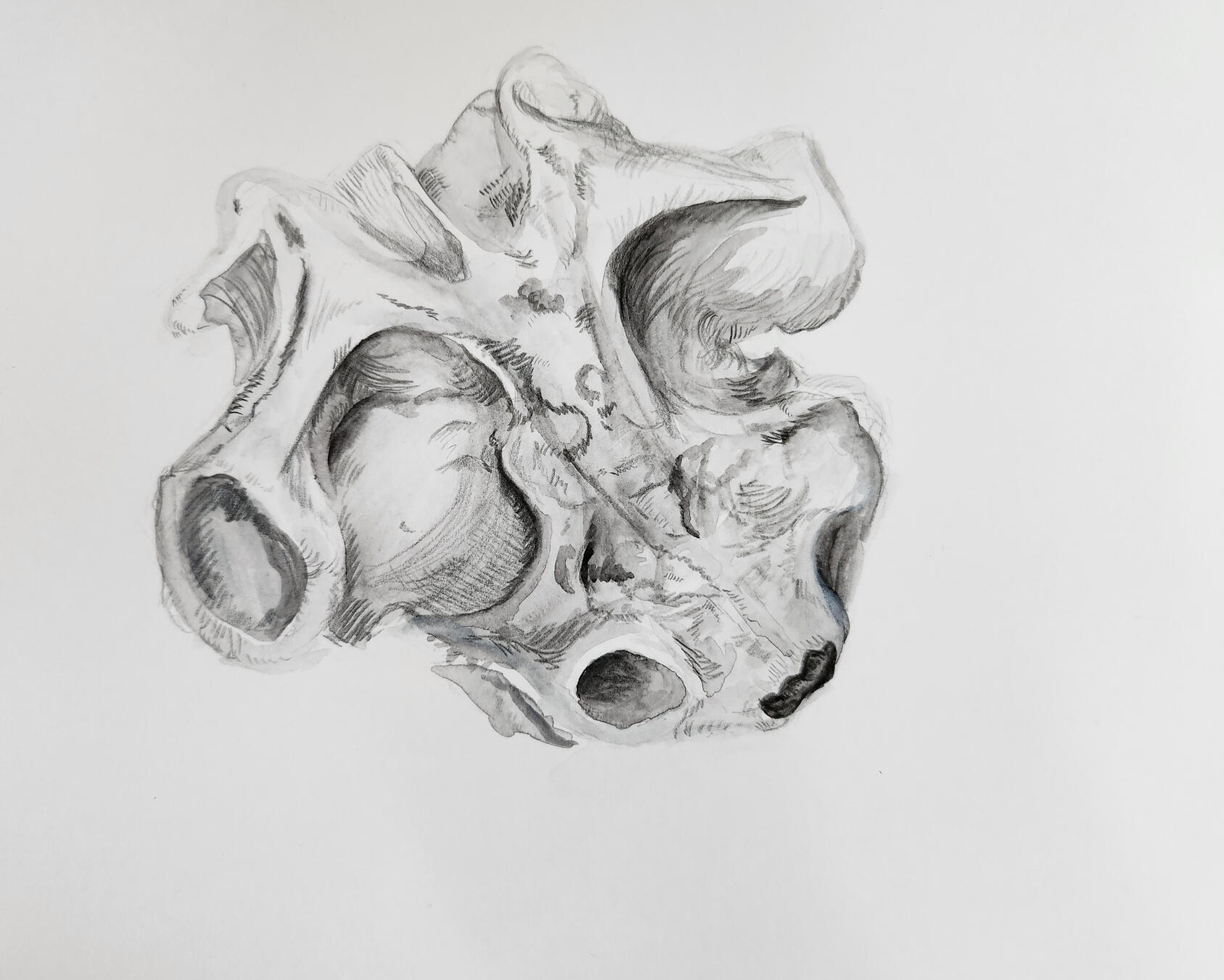 Mata Mata Turtle Skull