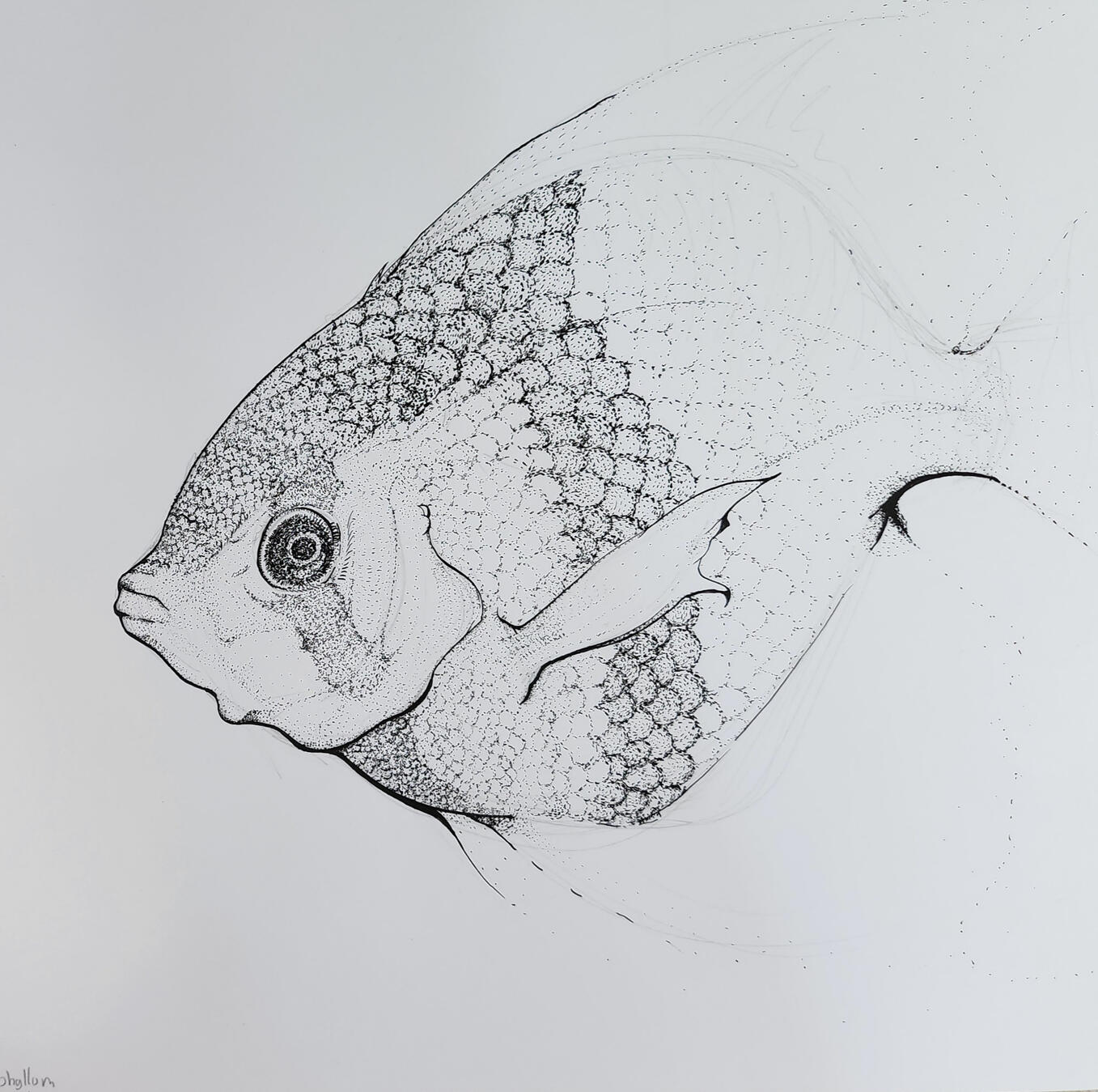 Freshwater Angel Fish