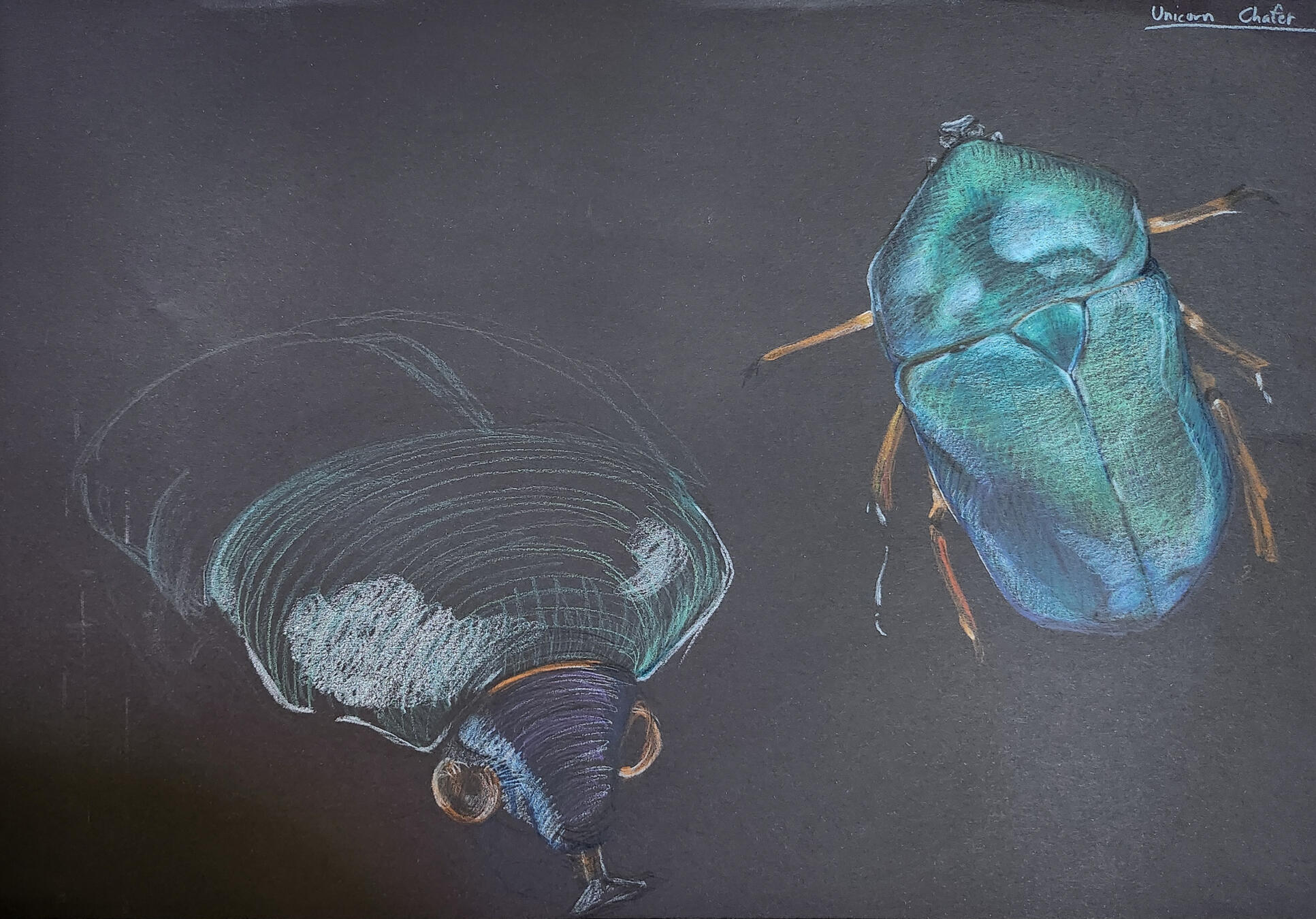 Unicorn Chafer Beetle